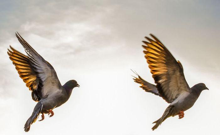 Non, la 5G n'a pas entraîné la mort de centaines d'oiseaux aux Pays-Bas